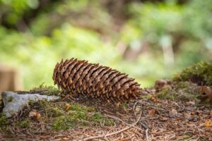 eksperymenty przyrodnicze - szyszka